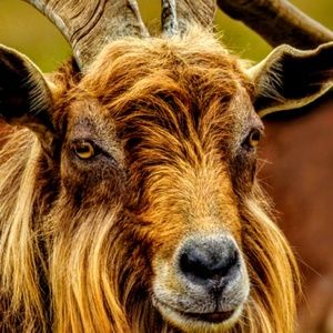 Meet your Posher, Brenda